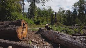 Best Tree Removal  in Rock Springs, WY